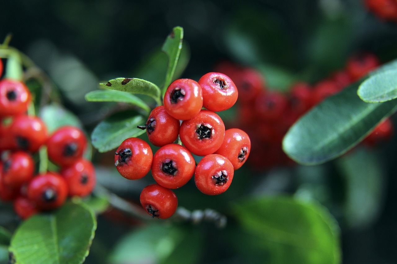 现代拳击的 现代拳击的